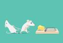 Mouse trap with cheese