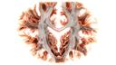 High-resolution diffusion tensor imaging, showing very detailed white matter fiber track. (Cinematic Volume Rendering Technique) © Max Planck Institute, Leipzig, Germany