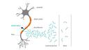 NfL is released when neuronal damage occurs.