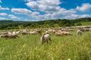 Foto von Schafsherde auf grüner Wiese