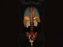 PET/CT system Biograph Horizon