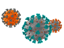 a representation of covid-19 variants with viruses colored differently