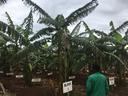 People in Uganda working with banana plants
