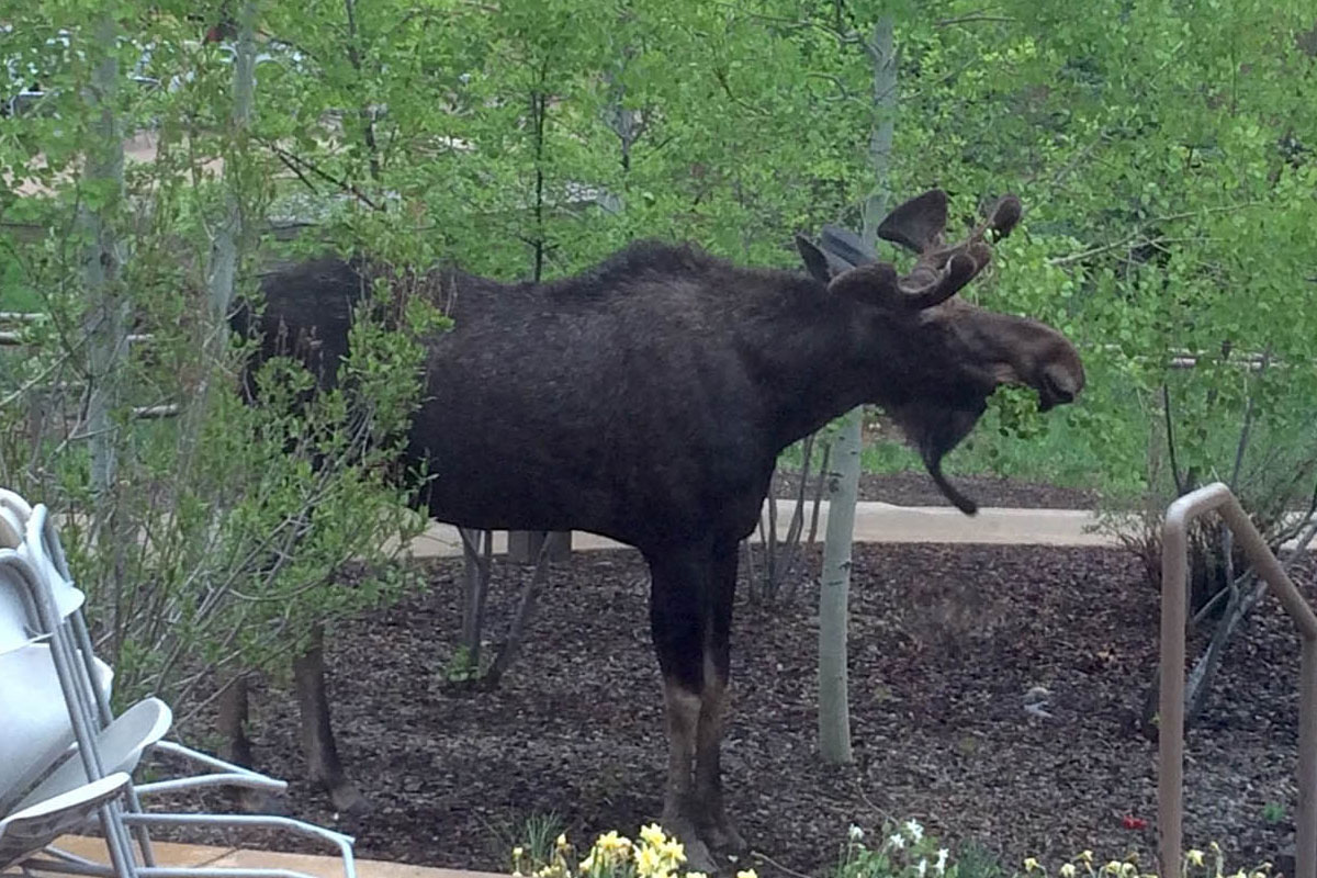 Moose colorado