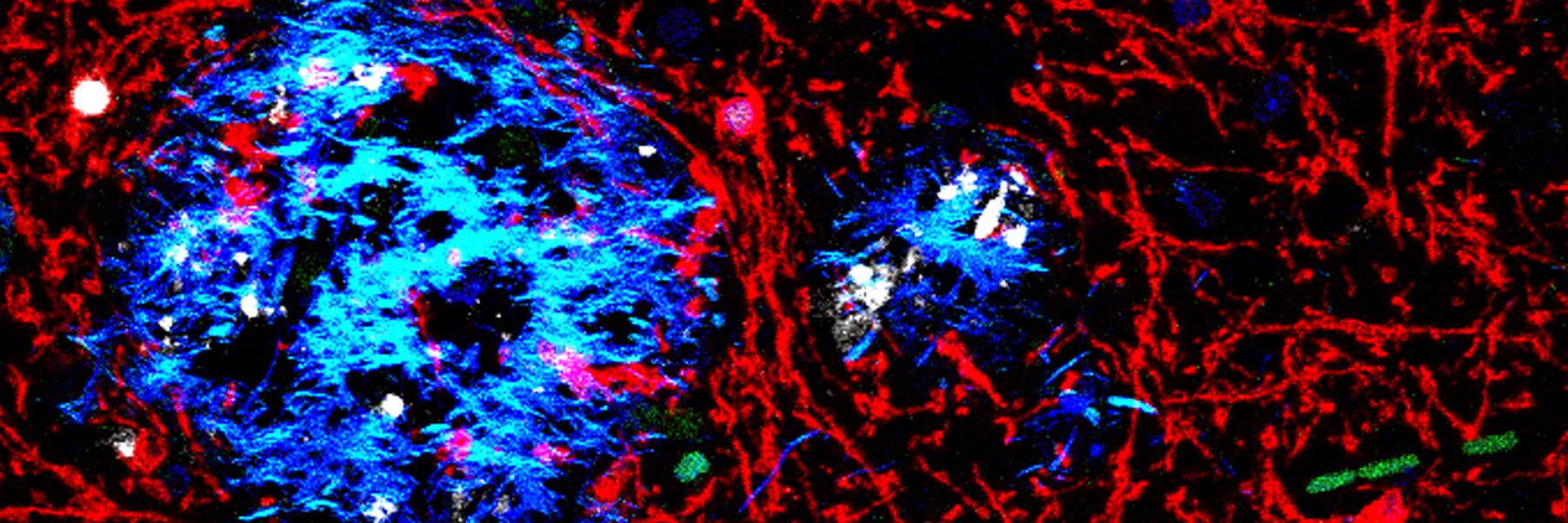 Jaekel-Lab-Visual.jpg Jäkel Lab Visual