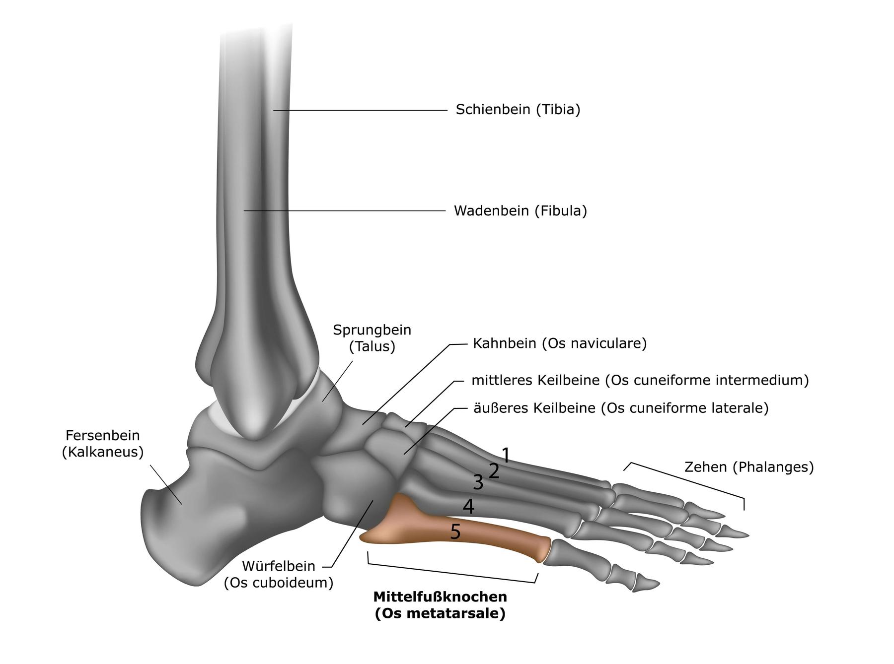 MUM – Muskuloskelettales Universitätszentrum München | Fuß