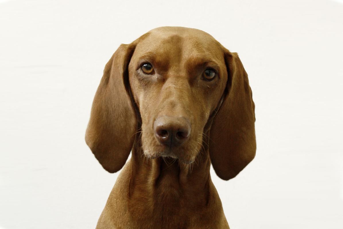 Leni Bürohund Leni