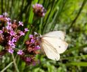 Schmetterling an einer Verbene-Blüte auf dem Fischelner Friedhof