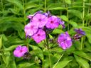 Rosa blühende Phlox