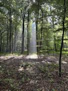 Licht scheint durch Baumkronen auf den Waldboden