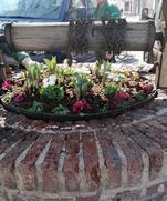 Pflanzen in einem Zierbrunnen