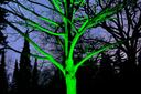 Grün beleuchteter Baum auf dem Hauptfriedhof Krefeld