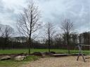 Frisch eingepflanzte Winterlinden