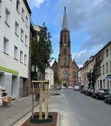 Frisch eingepflanzter Straßenbaum steht in Baumscheibe