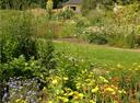 Wilde, bunte Blumen im Botanischen Garten in Krefeld
