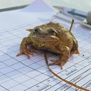 Nahaufnahme einer Kröte