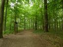 Waldweg