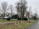 Neu gepflanzter Baum auf der Hohenzollernstraße in Krefeld