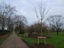 Neu gepflanzter Baum auf dem Bruchweg in Krefeld