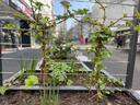 Mobiles Grün in Krefeld auf der Hochstraße