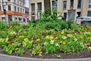 Großes Baumbeet mit vielen blühenden Pflanzen
