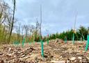Jungbäume stehen auf einer Lichtung im Wald