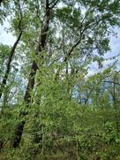 Zitterpappeln in Waldgebiet