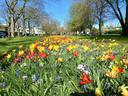 Bunter Blumen auf einem Blühstreifen an der Wilhelmshofallee in Krefeld