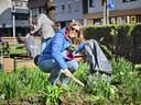 Frau sammelt Müll aus einem Blumenbeet beim Krefelder CleanUp Day