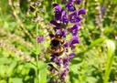 Hummel an einer Salvia-Blüte auf dem Friedhof in Fischeln