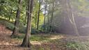 Waldlichtung