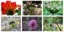 Foto-Collage verschiedener Blumen