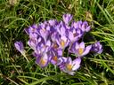 Blühende Krokusse im Botanischen Garten Krefeld