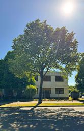 Ein Straßenbaum vor einem Haus im Sonnenschein in Krefeld