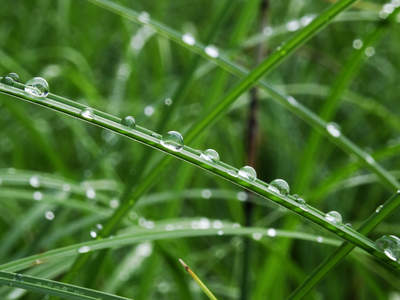 Waterdrops on grass leaves