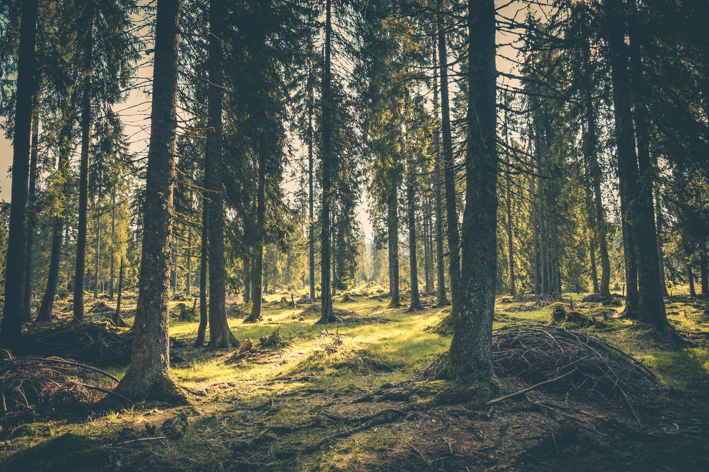 Das Bild zeigt einen gesunden Nadelwald.