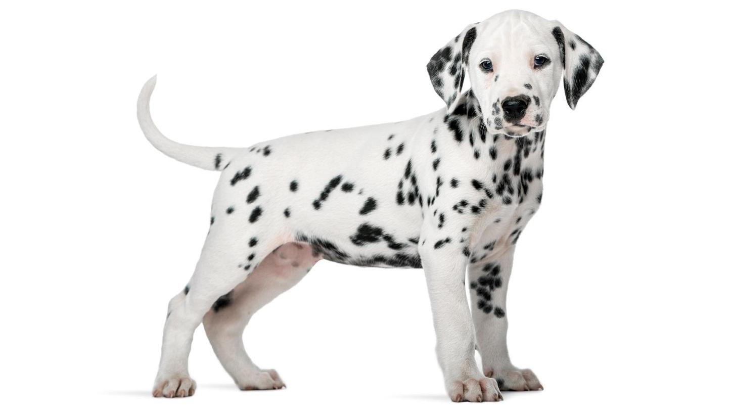 LabPawpalooza puppy zone Dalmation puppy