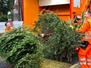 Weihnachtsbaumabholung