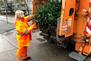 Müllwerkerin gibt alten Weihnachtsbaum in Müllfahrzeug