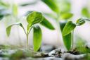Growing plant