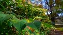 Seit Oktober ist der Japanische Staudenknöterich verblüht. Als Zierpflanze mit filigraner Blüte wurde die invasive Pflanze vor 200 Jahren nach Deutschland gebracht. © Funke Medien Thüringen | Dirk Bernkopf