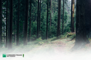 Trinkwasserwald