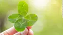 A close-up of a hand holding a clover leaf