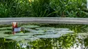 Wasserbecken mit Seerosen im Thieme Garten