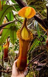 Kannenpflanze in einer Gebirgsregion der Insel Borneo.