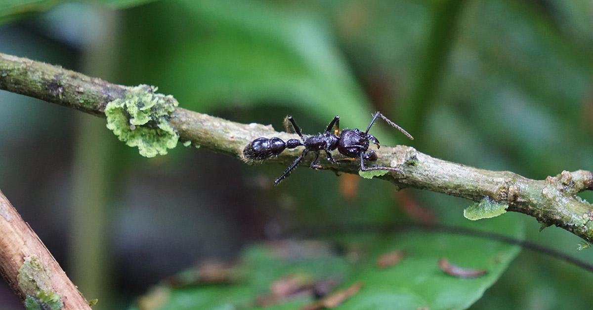 Regenerating the Rainforest: Biodiversity Recovers Remarkably Quickly