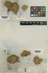 A photograph of the herbarium specimen of Arenaria globiflora from 1829