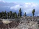 Kiefernwald auf La Palma.