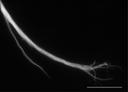 Extension of the Mauthner neuron, which processes information from the eye in sighted fish (scale: 100 µm).