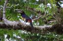 Aracari